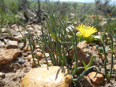 Elegia squamosa