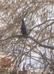 Phalacrocorax carbo