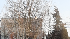 Turdus pilaris