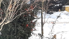 Turdus pilaris