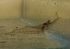 Palaemon antennarius