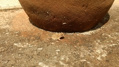 Sclerophrys gutturalis