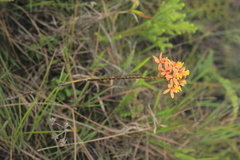 Epidendrum melinanthum