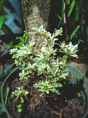 Serissa
