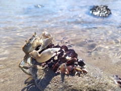 Cyrtograpsus angulatus