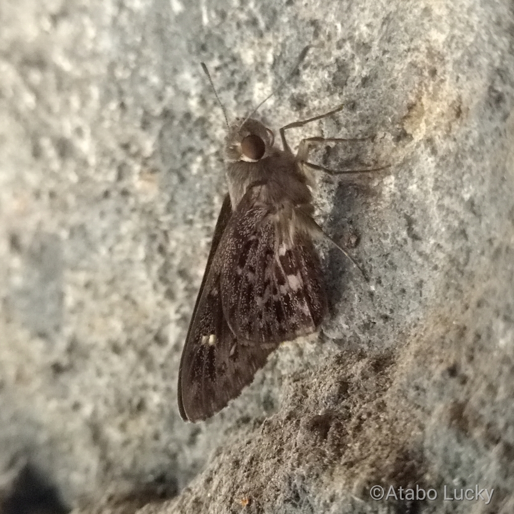 Common Crepuscular Skipper