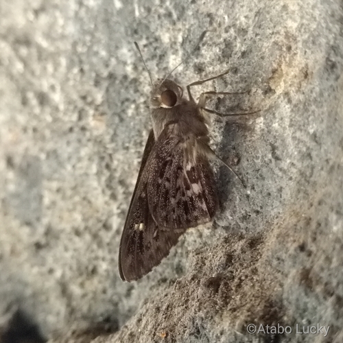 Common Crepuscular Skipper