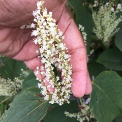 Reynoutria japonica