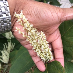 Reynoutria japonica