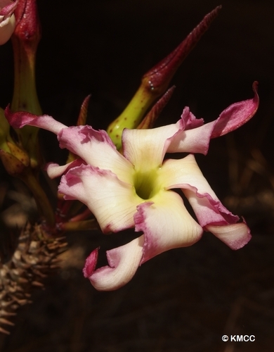 Pachypodium meridionale