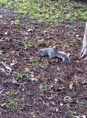 Sciurus carolinensis