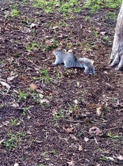 Sciurus carolinensis