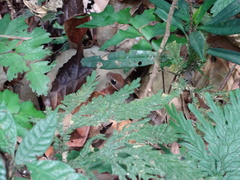 Dendrophidion dendrophis