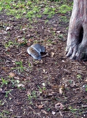 Sciurus carolinensis