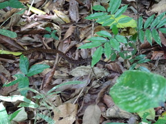 Dendrophidion dendrophis