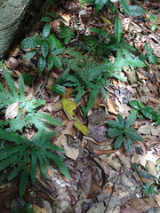 Dendrophidion dendrophis