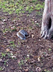 Sciurus carolinensis