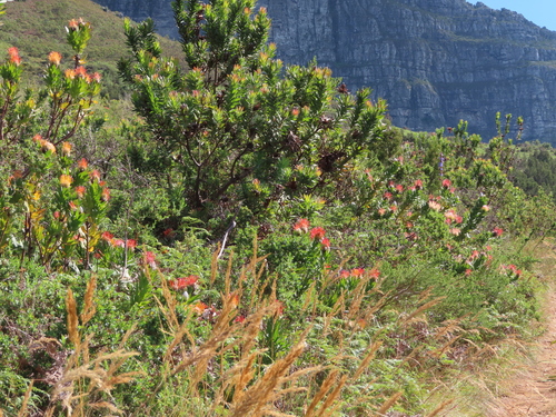 Image of Leucospermum gueinzii by (c) linkie, some rights reserved (CC BY)