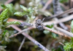 Salticidae