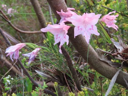 Image of Gladiolus virgatus by (c) linkie, some rights reserved (CC BY)