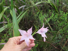 Gladiolus virgatus