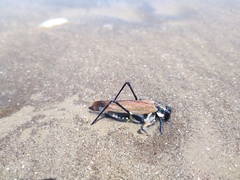 Scaphura elegans
