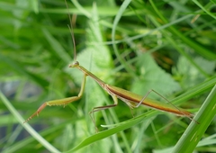 Mantis religiosa
