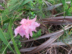 Gladiolus virgatus