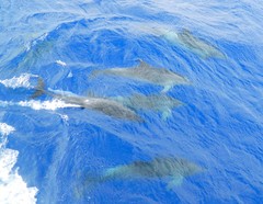 Stenella attenuata attenuata