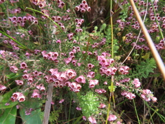 Erica setosa