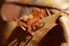 Araneus marmoreus