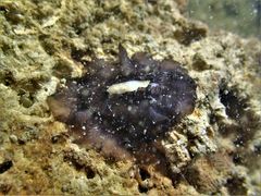 Scutus unguis