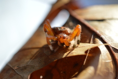 Araneus marmoreus