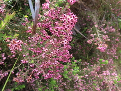 Erica setosa