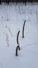 Orostachys malacophylla