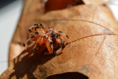 Araneus marmoreus