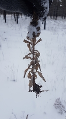 Orostachys malacophylla