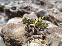 Diponthus argentinus