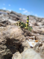 Diponthus argentinus