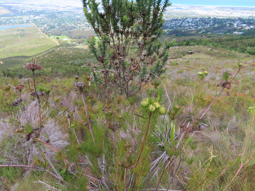 Image of Needleleaf Featherbush by (c) linkie, some rights reserved (CC BY)