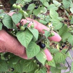 Solanum nigrum