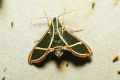 Cizara ardeniae