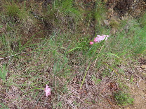 Image of Helderberg Painted Lady by (c) linkie, some rights reserved (CC BY)