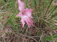 Gladiolus virgatus
