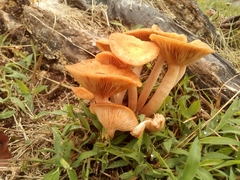 Desarmillaria caespitosa image