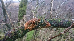 Hypocreopsis rhododendri