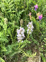 Astragalus inopinatus