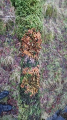 Hypocreopsis rhododendri