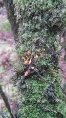 Hypocreopsis rhododendri