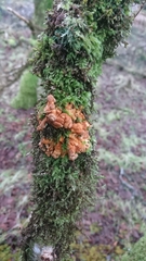 Hypocreopsis rhododendri